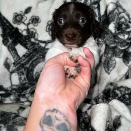 Annie - Piebald female Dachshund puppy in La Junta, Colorado from Royal King’s Mini Dachshunds