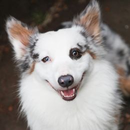 Blix - American Corgi