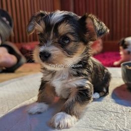 AKC Traditional boy - Blue and gold male Yorkshire Terrier puppy in Greencastle, Indiana from Tiny Tushy Lodge