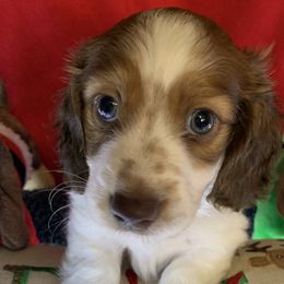 Oscar - Piebald Dachshund puppy in Bakersfield, Missouri from Hocomo Hollow Doxies