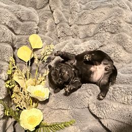 Trixie - Black female Pug puppy in Smiths Station, Alabama from Masters Pugs