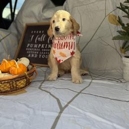 Goldendoodle Puppies from Unike Puppies