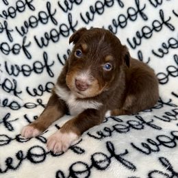 Francesca - Red tri-color female Australian Shepherd puppy in Blomkest, Minnesota from Meljestic Farms
