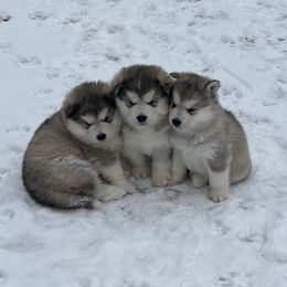 Alaskan Malamute Puppies from Sno-Ridge Alaskan Malamutes est 1972