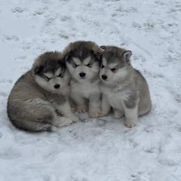 Alaskan Malamute Puppies from Sno-Ridge Alaskan Malamutes est 1972