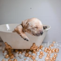 Golden Retriever Puppies from UnrivaledGoldens