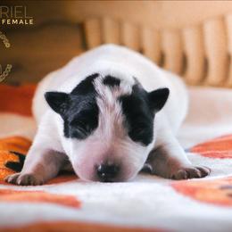 Galadriel (AKC) - Blue female Australian Cattle Dog puppy in Marana, Arizona from Impact 3rd Australian Cattle Dogs