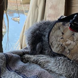 Poodles from Bible Belt Ranch