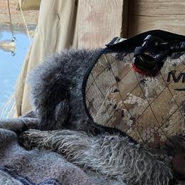Poodles from Bible Belt Ranch