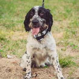 Rodeo - English Springer Spaniel