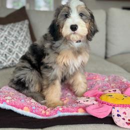Zena - Tri-color female Bernedoodle puppy in Yuciapa, California from AlltheDoodlez_