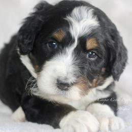 Abigail - Tri-color female Bernedoodle puppy in Lowry City, Missouri from Cooper Creek Puppies