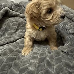 Maltipoo Puppies from Christy Mashore