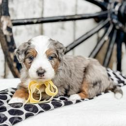 Kit Kat (Yellow Collar) - Blue merle male Aussiedoodle puppy in Sharpsburg, Georgia from Steindoodles
