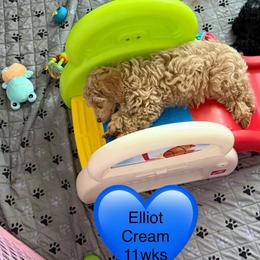 ONLY ONE BABY LEFT... - Cream male Poodle puppy in Bedford, Texas from S.H.A.R.P.’s Toy Poodles