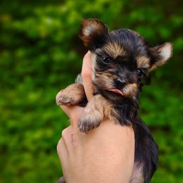 Companion Cross, Havanese, Mal-Shi, Maltese, Maltipoo, Morkie, and Shih Tzu Puppies from Seeking Shalom Acres Maltese, Maltipoos & Havamalts