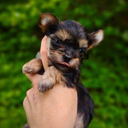 Companion Cross, Havanese, Mal-Shi, Maltese, Maltipoo, Morkie, and Shih Tzu Puppies from Seeking Shalom Acres Maltese, Maltipoos & Havamalts