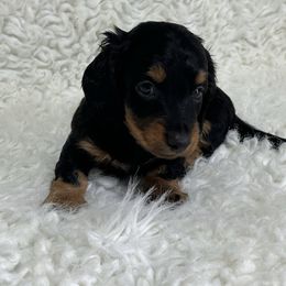 Buster - Black and tan male Dachshund puppy in Council Hill, Oklahoma from Rocky Springs Ranch