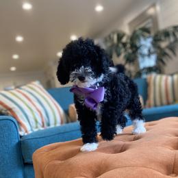 Goldendoodle and Havapoo Puppies from Lady Paws Puppies