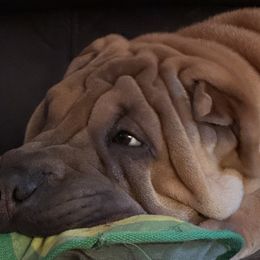 Chinese Shar-Pei from CarPeiDiem Chinese Shar-Pei