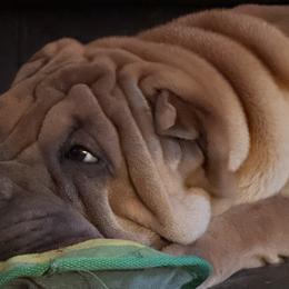Chinese Shar-Pei from CarPeiDiem Chinese Shar-Pei