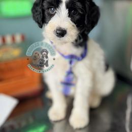 Claus - Black and white male Sheepadoodle puppy in Marion, Ohio from Doodles & Doxies