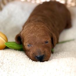 Green collar - Red  male Goldendoodle puppy in Monrovia, California from Fancy Paws Inc