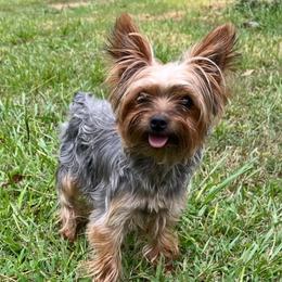 Athena - Yorkshire Terrier
