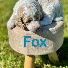 Fox - Cream female Poodle puppy in Ardmore, Oklahoma from The Poodles of Green Acres