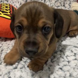 Rocco 2500 - Red male Dachshund puppy in Great Bend, Pennsylvania from Dashing Doxies