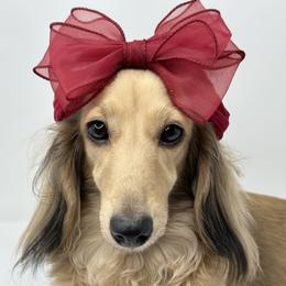 Presley - Dachshund