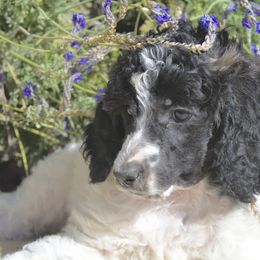 Poodle Puppies from Designer Doodles and Poodles