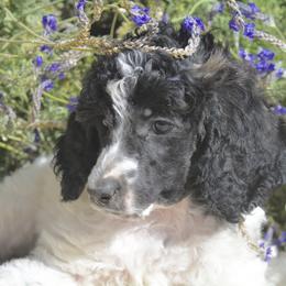 Poodle Puppies from Designer Doodles and Poodles