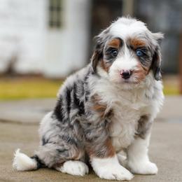Jackson - Merle male Bernedoodle puppy in Dundee, Ohio from Down Home Doodle