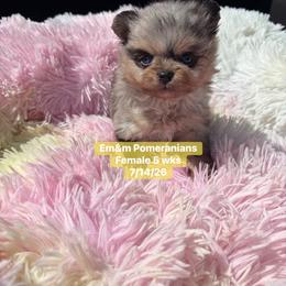 Blue eyed girl pet only - Blue merle female Pomeranian puppy in Kentucky from Em&M Pomeranians
