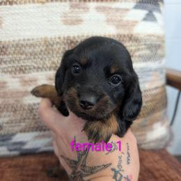 Lacey - Black and tan female Dachshund puppy in Barnard, Missouri from KB Doxies