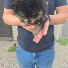 Poe - Black and tan parti male Pomeranian puppy in Chattanooga, Tennessee from Valley Poms
