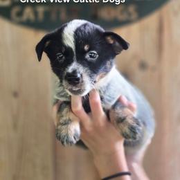 Girl 1 - Blue female Australian Cattle Dog puppy in Monroe, North Carolina from Creek View Cattle Dogs