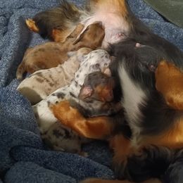 Dachshund Puppies from Realteaminidachshunds