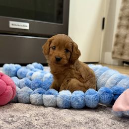 Lulu - Red female Cockapoo puppy in Beresford, South Dakota from DAKOTA DOOD RANCH