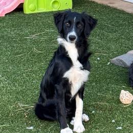Lily - Black and white female Aussiedoodle puppy in Peyton, Colorado from Colorful Colorado Aussiedoodles