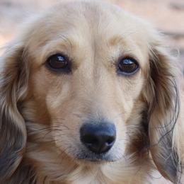 Lacy - Dachshund