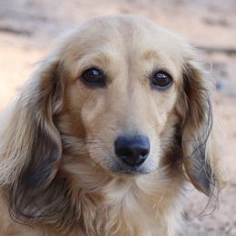 Lacy - Dachshund
