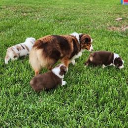 Australian Shepherd Puppies from Out of the Blue Aussies