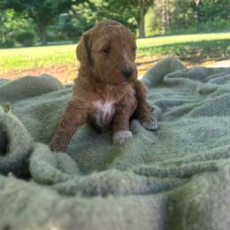 Case - Red  male Goldendoodle puppy in Shippensburg, Pennsylvania from Diller Doodle Pups