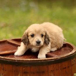 Cream Dapple Boy AKC LIMITED - Dapple male Dachshund puppy in Pauls Valley, Oklahoma from Simply Happy Dachshunds
