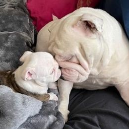 Bulldogs from Semper Fi Bulldogs
