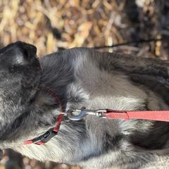 Anatolian Shepherd Dogs from Hero K9’s