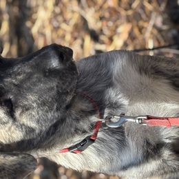 Anatolian Shepherd Dogs from Hero K9’s