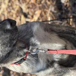 Anatolian Shepherd Dogs from Hero K9’s